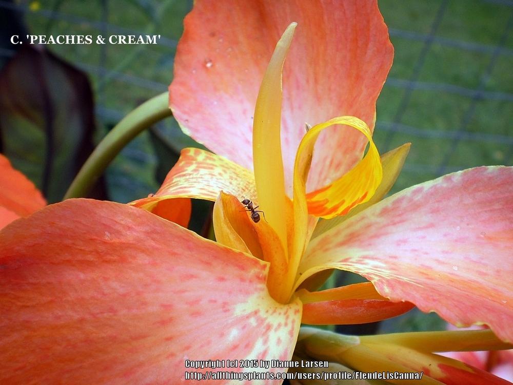 Photo of Canna (Canna x generalis 'Peaches 'n Cream') uploaded by FleudeLisCanna