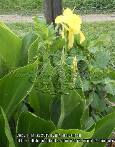 Photo of Canna Lily (Canna x generalis 'Austria') uploaded by FleudeLisCanna