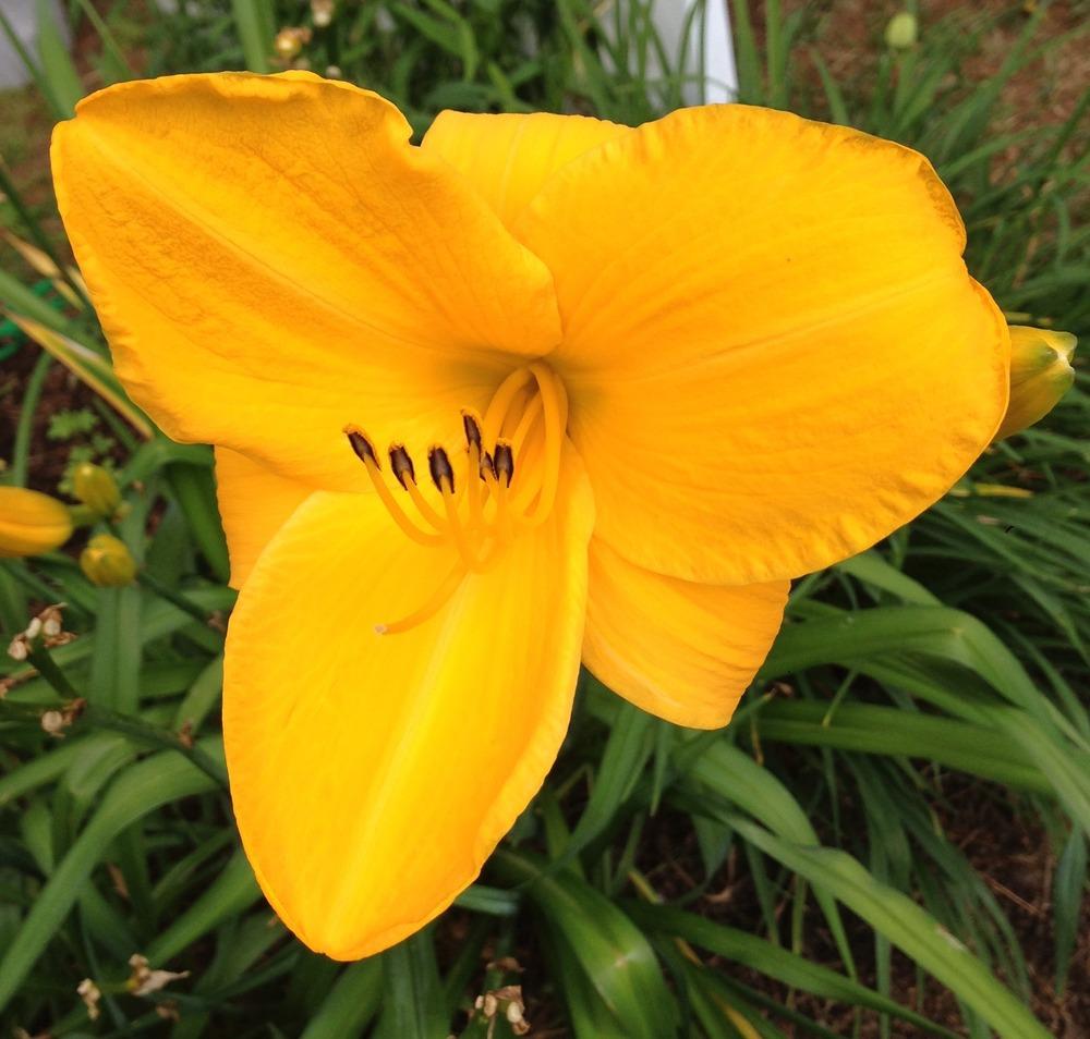 Photo of Daylily (Hemerocallis 'Sparkling Orange') uploaded by LaviniaMarie