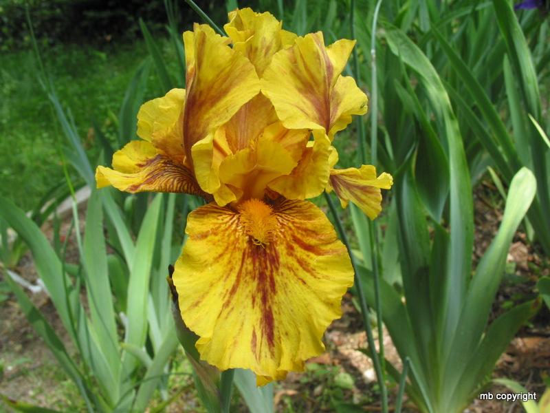 Photo of Tall Bearded Iris (Iris 'Infernal Fire') uploaded by MargieNY