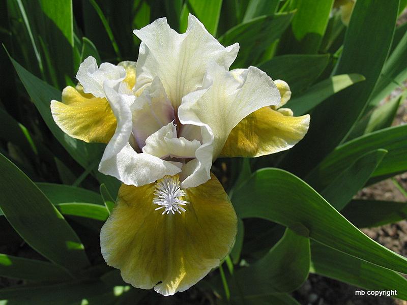 Photo of Standard Dwarf Bearded Iris (Iris 'Flirty Mary') uploaded by MargieNY
