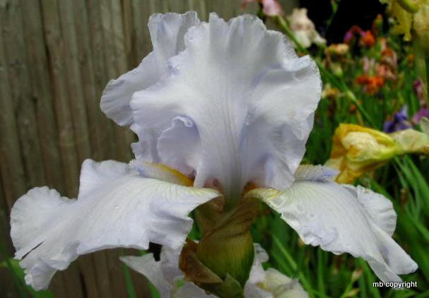 Photo of Tall Bearded Iris (Iris 'Glacier Point') uploaded by MargieNY