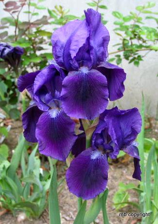 Photo of Intermediate Bearded Iris (Iris 'Eleanor Roosevelt') uploaded by MargieNY