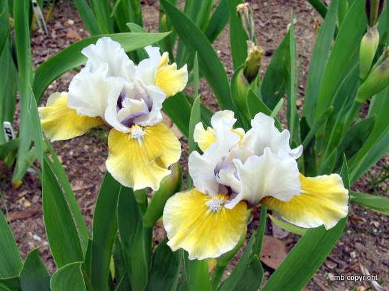 Photo of Standard Dwarf Bearded Iris (Iris 'Flirty Mary') uploaded by MargieNY