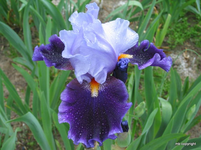 Photo of Tall Bearded Iris (Iris 'In Town') uploaded by MargieNY