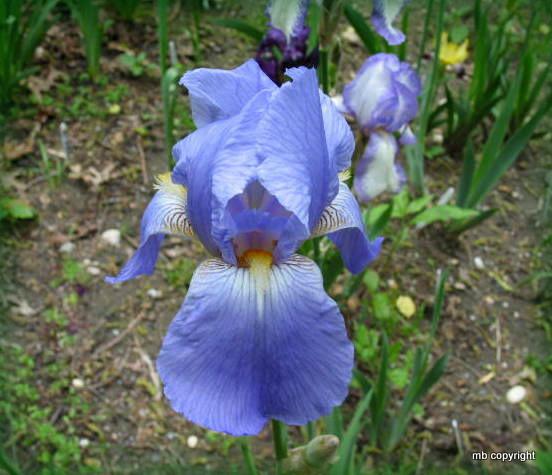 Photo of Tall Bearded Iris (Iris 'Great Lakes') uploaded by MargieNY