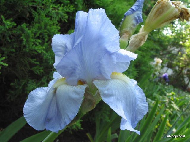 Photo of Tall Bearded Iris (Iris 'Helen McGregor') uploaded by MargieNY