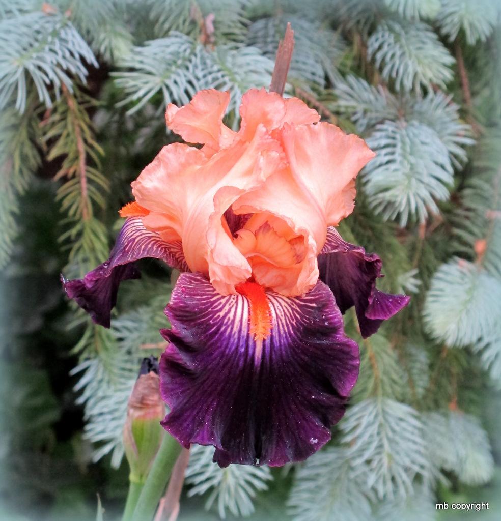 Photo of Tall Bearded Iris (Iris 'Greatest Show on Earth') uploaded by MargieNY