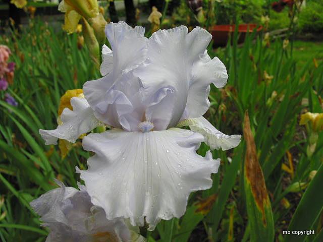 Photo of Tall Bearded Iris (Iris 'Glacier Point') uploaded by MargieNY