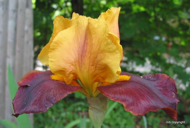 Photo of Tall Bearded Iris (Iris 'Gypsy Caravan') uploaded by MargieNY