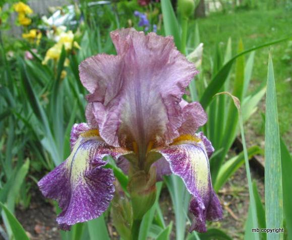 Photo of Tall Bearded Iris (Iris 'Halloween Moon') uploaded by MargieNY