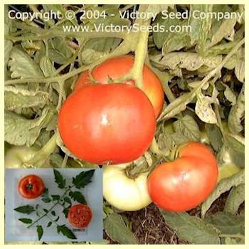 Photo of Tomato (Solanum lycopersicum 'Ace 55') uploaded by MikeD