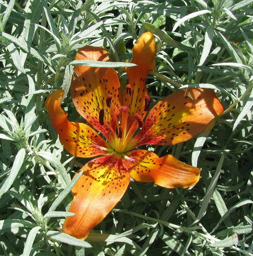 Photo of Asiatic Lily (Lilium 'Firestar') uploaded by jmorth