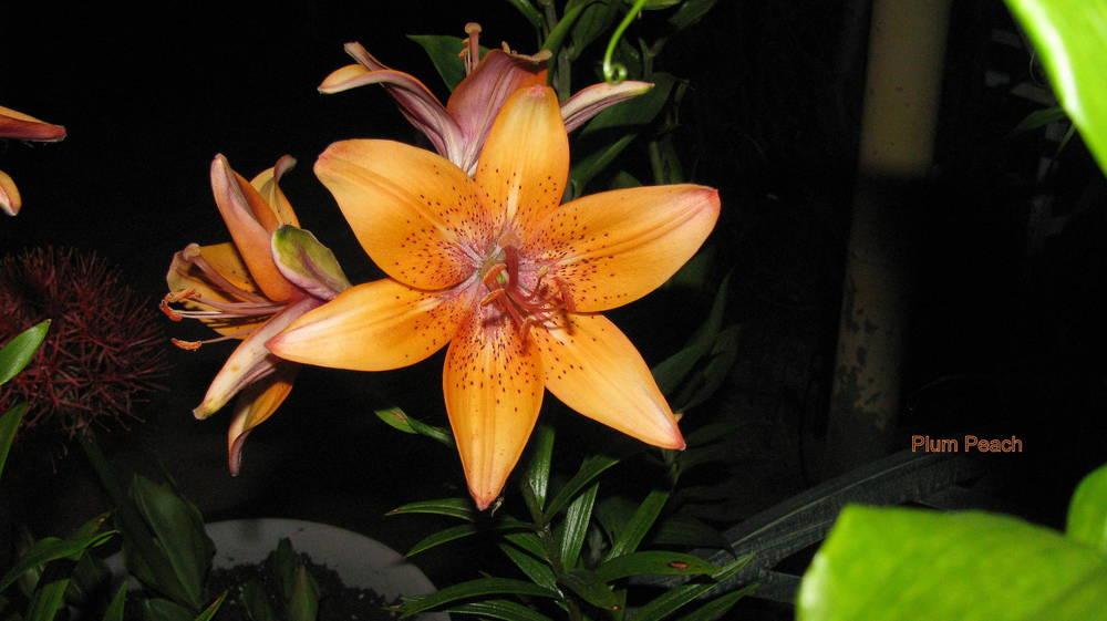 Photo of Lily (Lilium 'Plum Peach') uploaded by jmorth