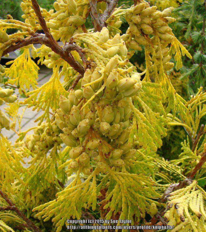 Photo of Western Red Cedar (Thuja plicata '4 Ever Goldy') uploaded by kniphofia