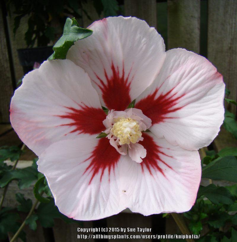 Photo of Rose of Sharon (Hibiscus syriacus 'Hamabo') uploaded by kniphofia