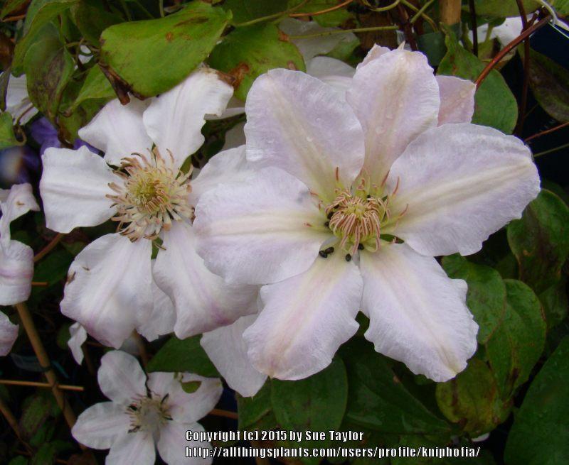 Photo of Clematis Chantilly™ uploaded by kniphofia