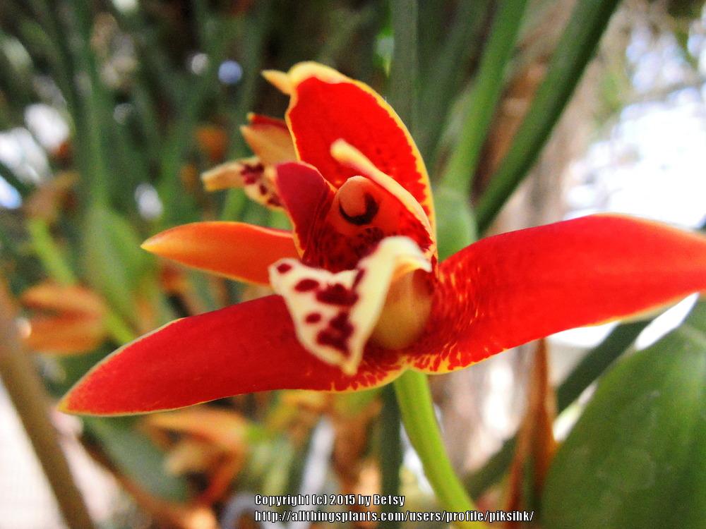 Photo of Coconut Orchid (Maxillaria tenuifolia) uploaded by piksihk