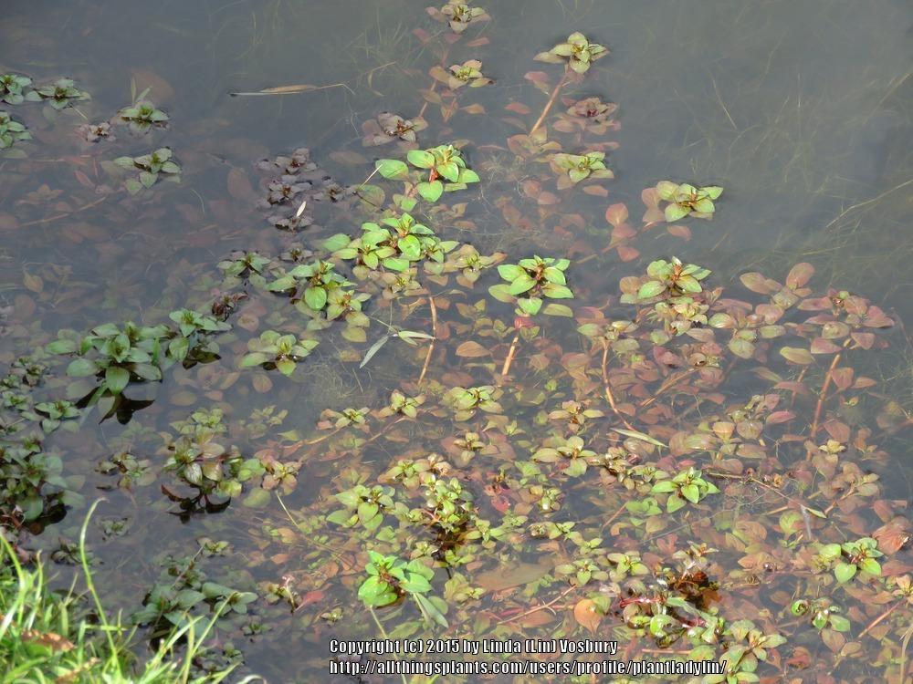 Photo of Water Primrose (Ludwigia palustris) uploaded by plantladylin