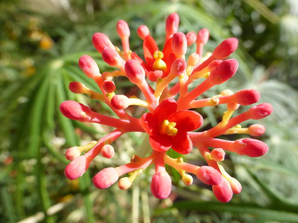 Photo of Coral Plant (Jatropha multifida) uploaded by vitrsna