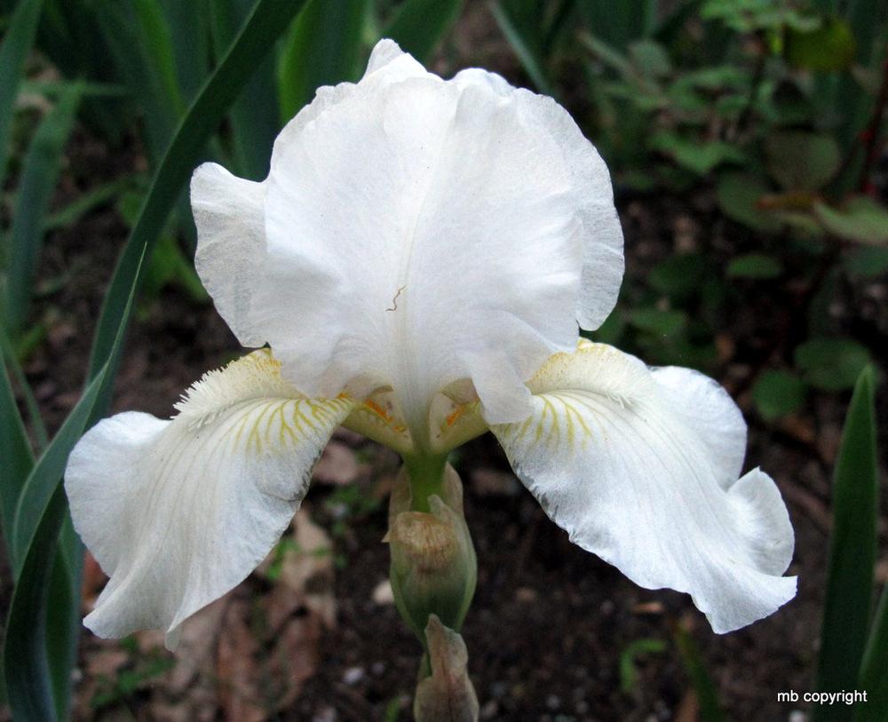Photo of Intermediate Bearded Iris (Iris 'Low Ho Silver') uploaded by MargieNY