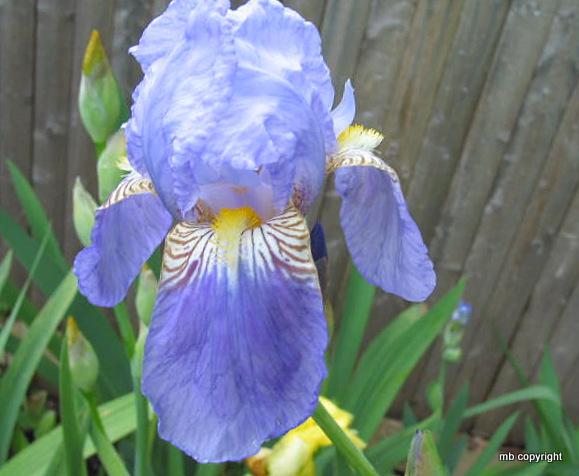 Photo of Tall Bearded Iris (Iris 'Caterina') uploaded by MargieNY
