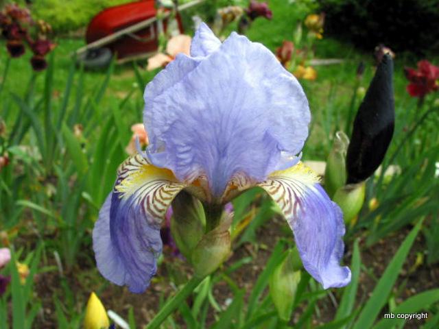 Photo of Tall Bearded Iris (Iris 'Caterina') uploaded by MargieNY