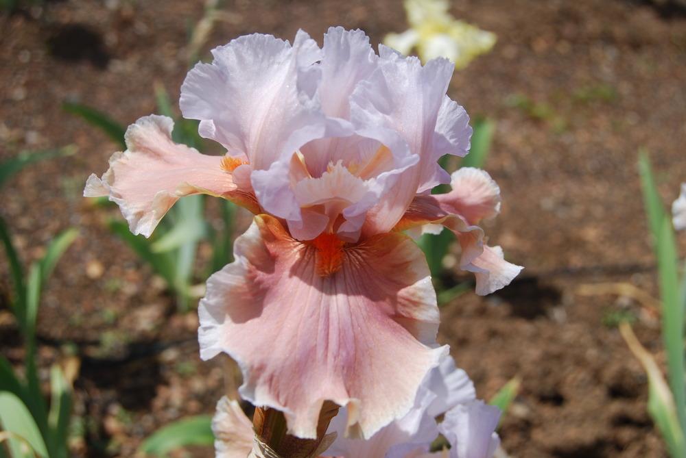 Photo of Tall Bearded Iris (Iris 'Magharee') uploaded by Phillipb2