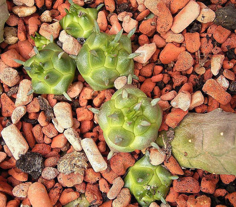Photo of Euphorbia (Euphorbia globosa) uploaded by admin