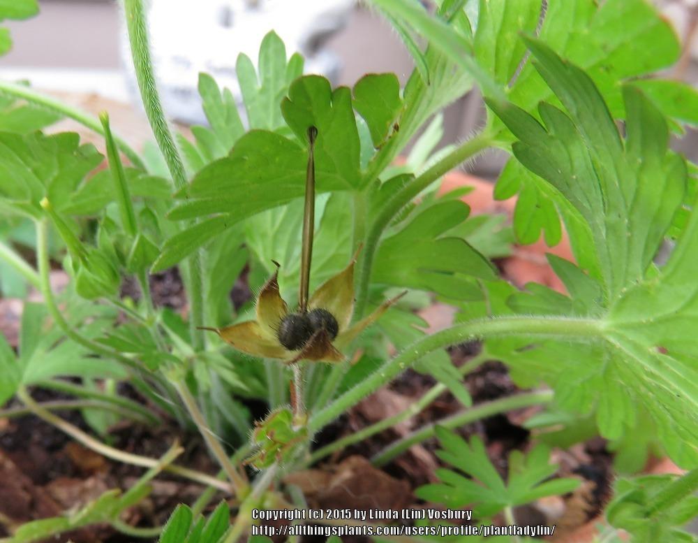 Photo of Carolina Cranesbill (Geranium carolinianum) uploaded by plantladylin