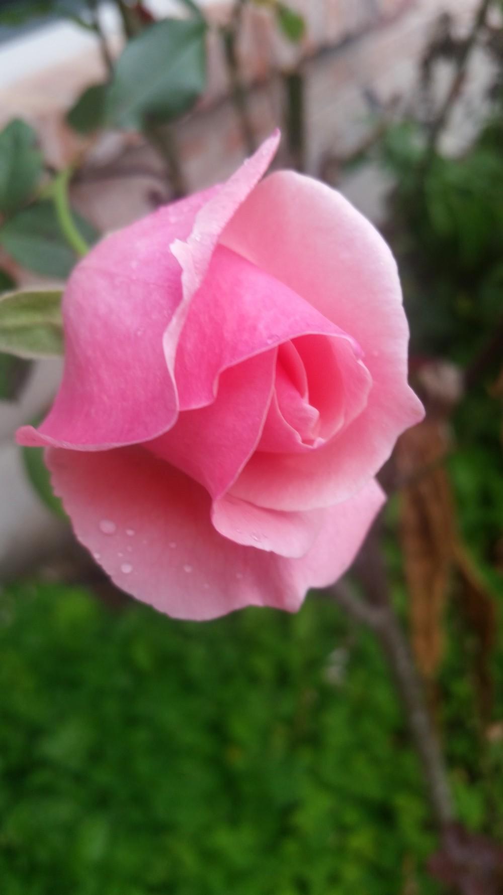 Photo of Rose (Rosa 'Queen Elizabeth') uploaded by value4dollars