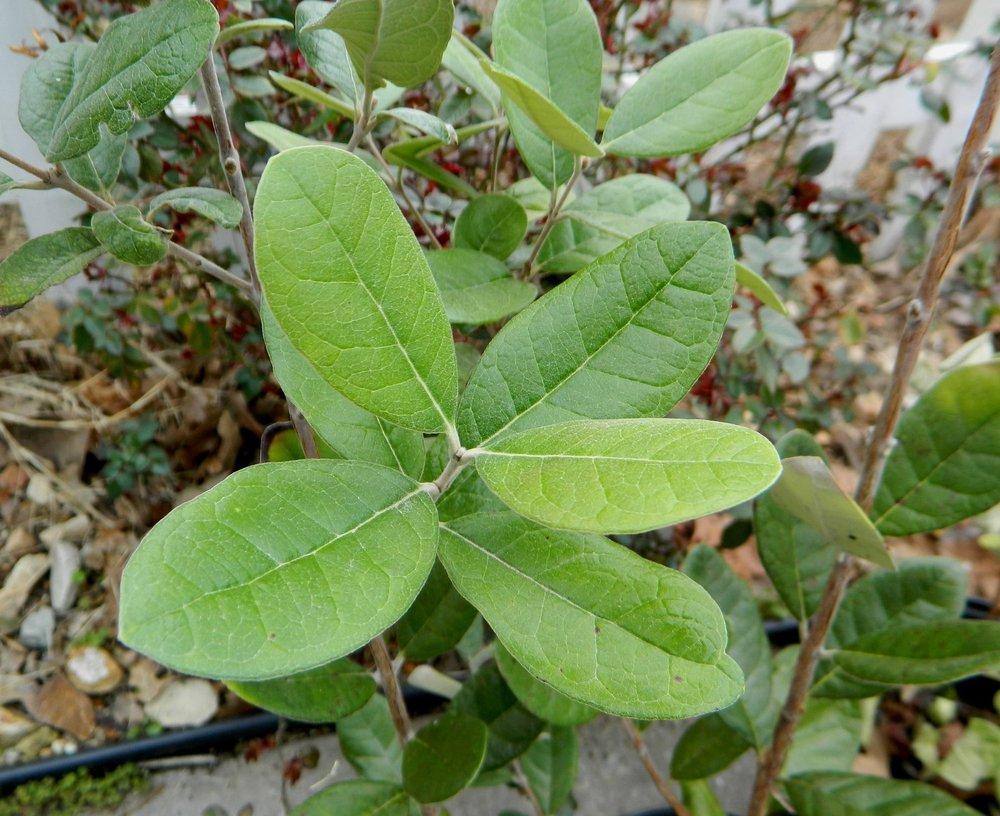 Photo of Pineapple Guava (Feijoa sellowiana) uploaded by wildflowers