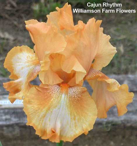 Photo of Tall Bearded Iris (Iris 'Cajun Rhythm') uploaded by Calif_Sue