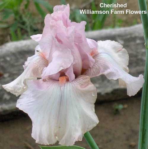 Photo of Tall Bearded Iris (Iris 'Cherished') uploaded by Calif_Sue