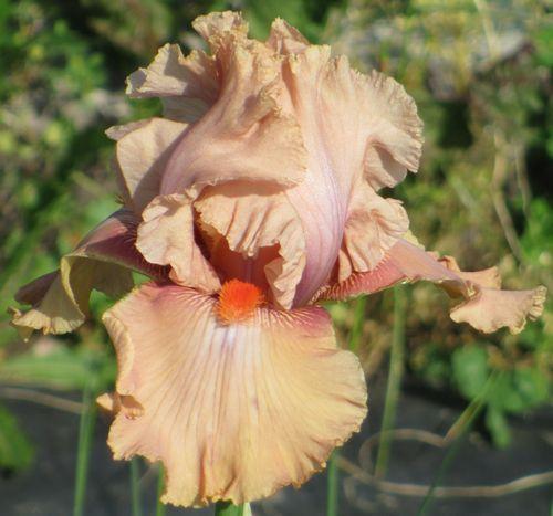Photo of Tall Bearded Iris (Iris 'Bygone Era') uploaded by Calif_Sue