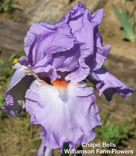 Photo of Tall Bearded Iris (Iris 'Chapel Bells') uploaded by Calif_Sue