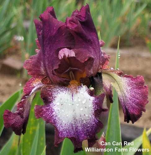 Photo of Tall Bearded Iris (Iris 'Can Can Red') uploaded by Calif_Sue