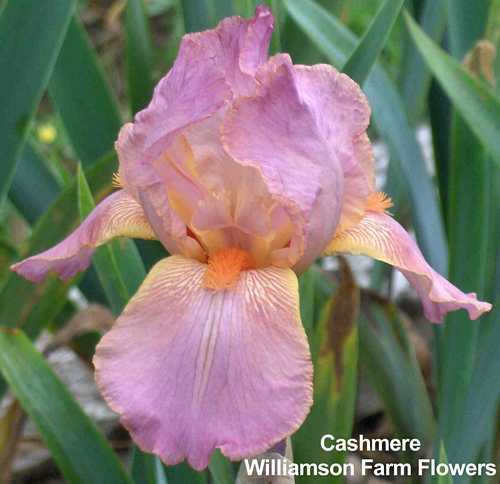 Photo of Tall Bearded Iris (Iris 'Cashmere') uploaded by Calif_Sue