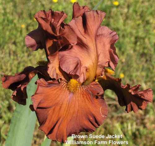 Photo of Tall Bearded Iris (Iris 'Brown Suede Jacket') uploaded by Calif_Sue