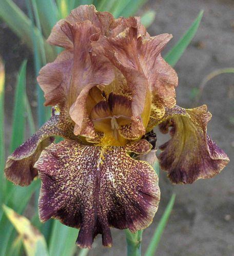 Photo of Tall Bearded Iris (Iris 'Bronco Brown') uploaded by Calif_Sue