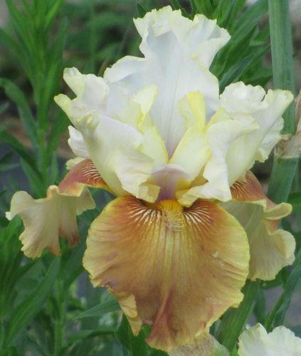 Photo of Tall Bearded Iris (Iris 'Changing Seasons') uploaded by Calif_Sue