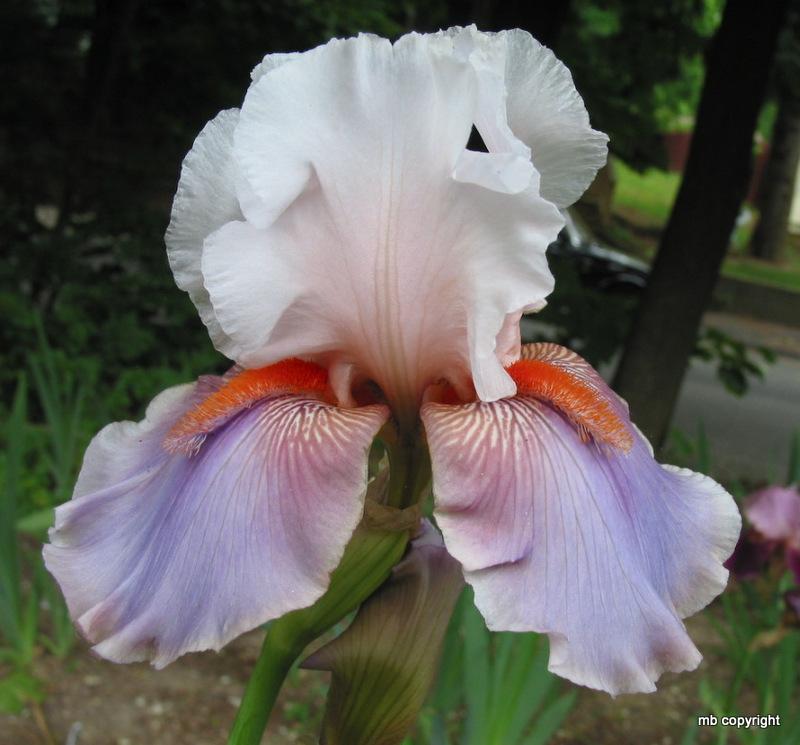 Photo of Tall Bearded Iris (Iris 'Lava Moonscape') uploaded by MargieNY