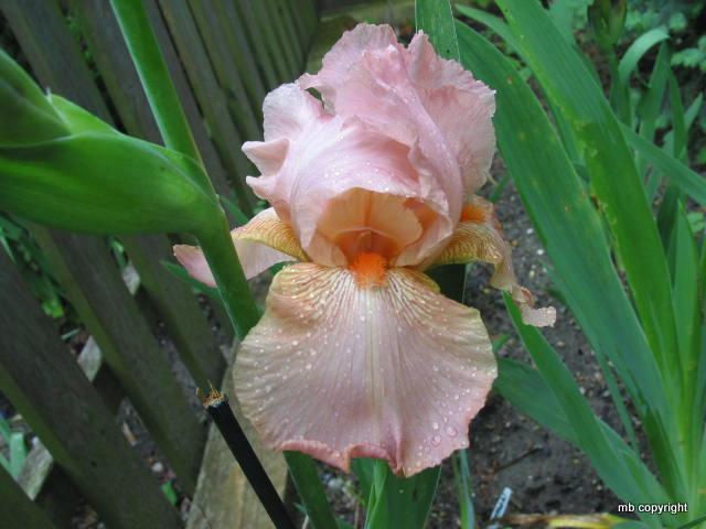Photo of Tall Bearded Iris (Iris 'Laurel Park') uploaded by MargieNY