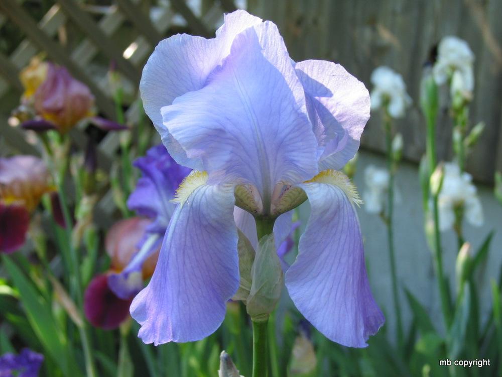Photo of Tall Bearded Iris (Iris 'Juniata') uploaded by MargieNY