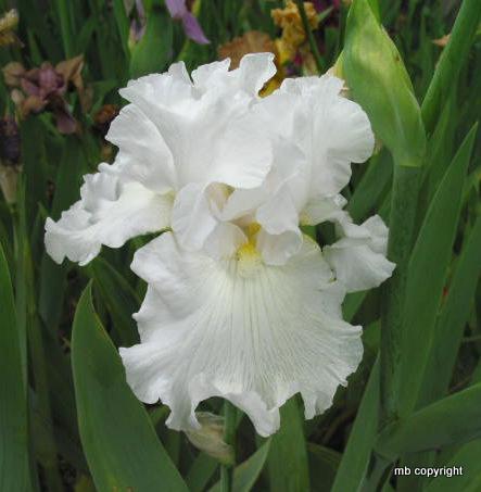 Photo of Tall Bearded Iris (Iris 'Murrah Memorial') uploaded by MargieNY