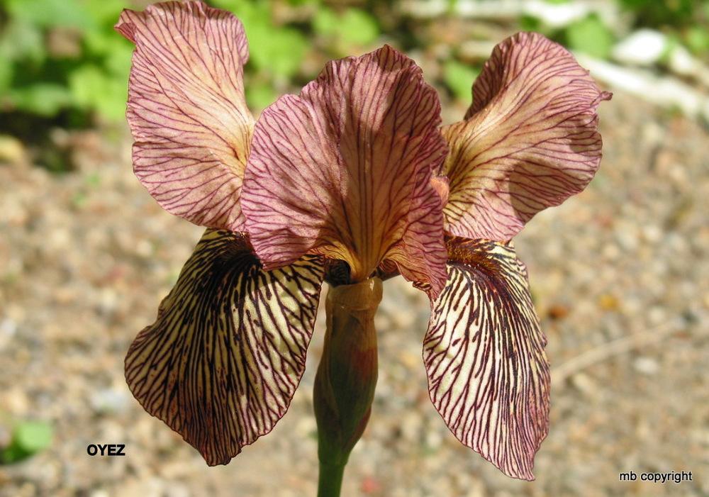 Photo of Arilbred Iris (Iris 'Oyez') uploaded by MargieNY