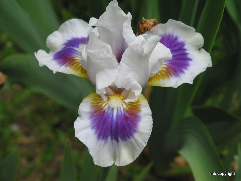 Photo of Intermediate Bearded Iris (Iris 'O'Cool') uploaded by MargieNY