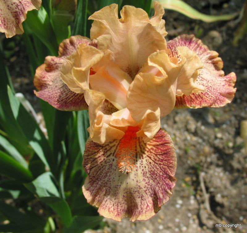 Photo of Standard Dwarf Bearded Iris (Iris 'Music') uploaded by MargieNY