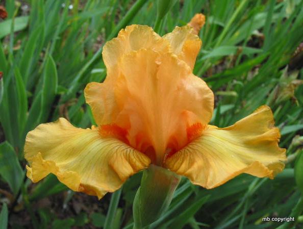 Photo of Border Bearded Iris (Iris 'Orange Pop') uploaded by MargieNY