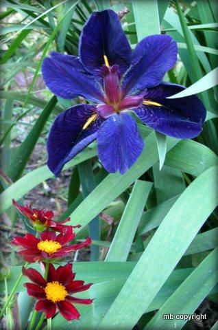 Photo of Louisiana Iris (Iris 'Black Gamecock') uploaded by MargieNY